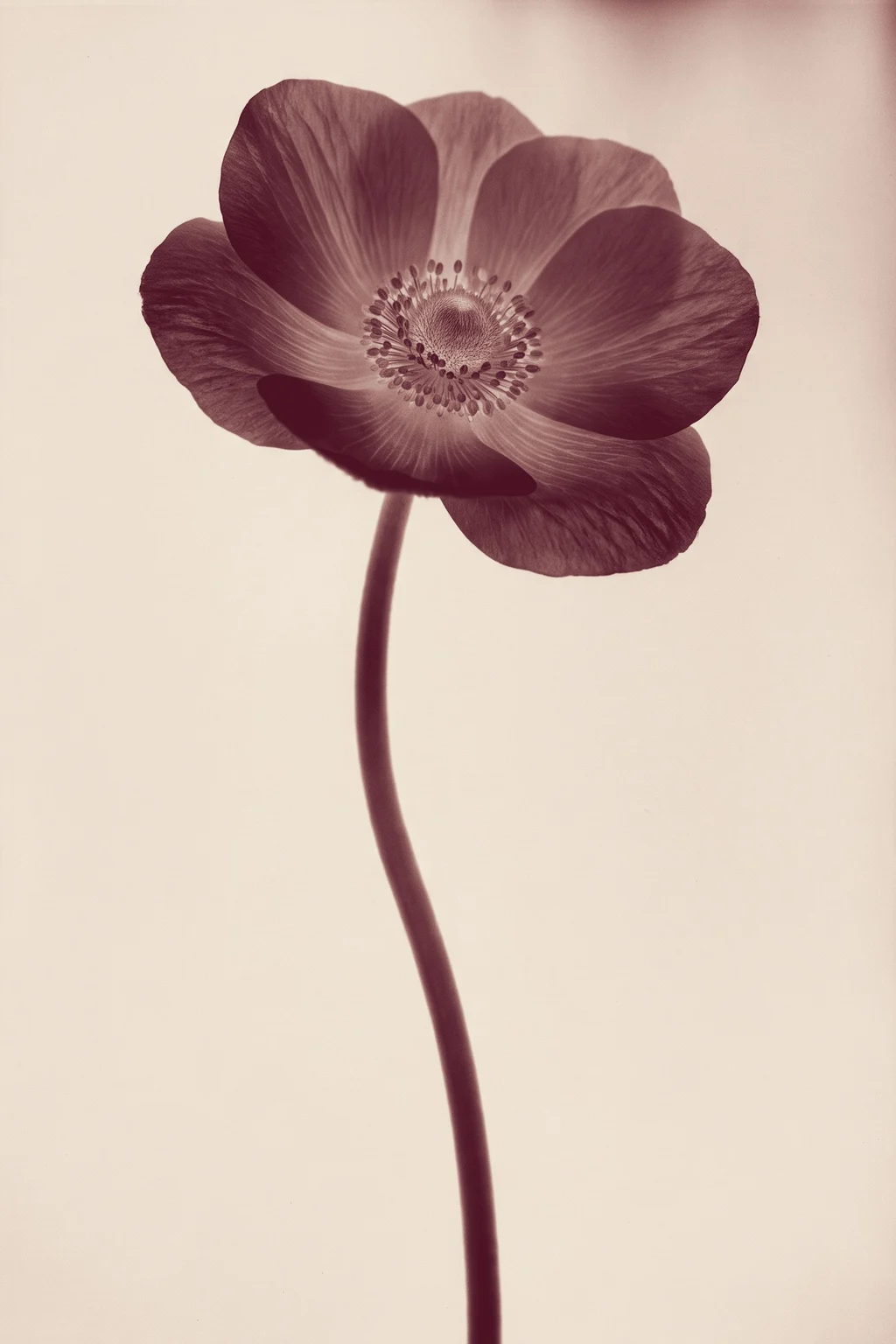 A single anemone on a tall stem, printed as a photogram.